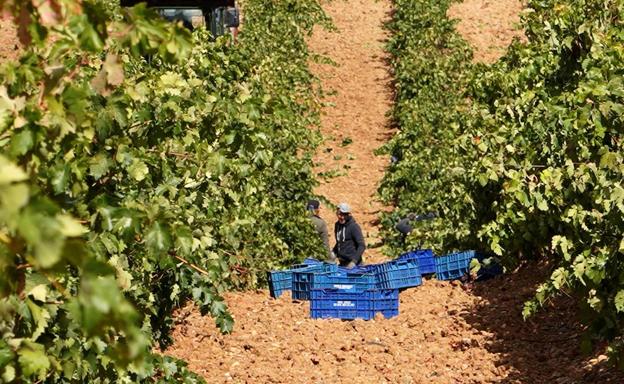 Finaliza la vendimia de la DO Rueda con 112,7 millones de kilos de uva recogidos