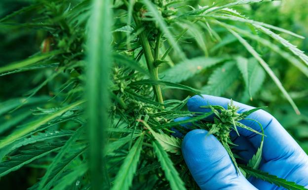 Detenido por tener 12 kilos de marihuana en su vivienda de Muriel de Zapardiel