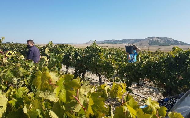 Finaliza la vendimia en la DO Cigales con la recogida de cerca de 8,2 millones de kilos de uva, el 8% más que en 2019