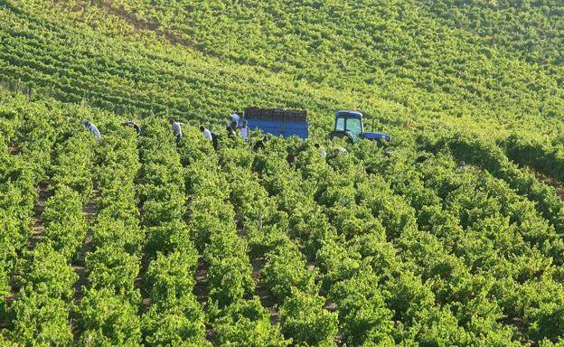 La DO Bierzo culmina la vendimia con 11,4 millones de kilos de uva y un descenso del 15% respecto a 2019