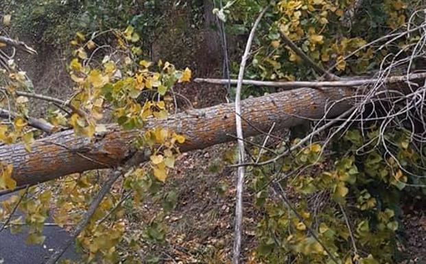 La caída de árboles por las fuertes rachas de viento deja sin luz durante horas a varios pueblos de León
