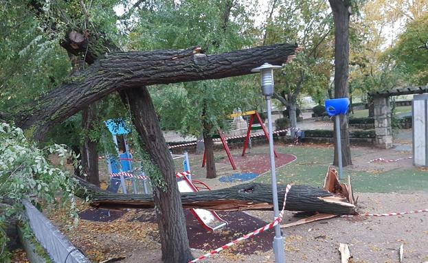El temporal dejó un pico de 62 litros y una docena de árboles caídos en Medina de Rioseco