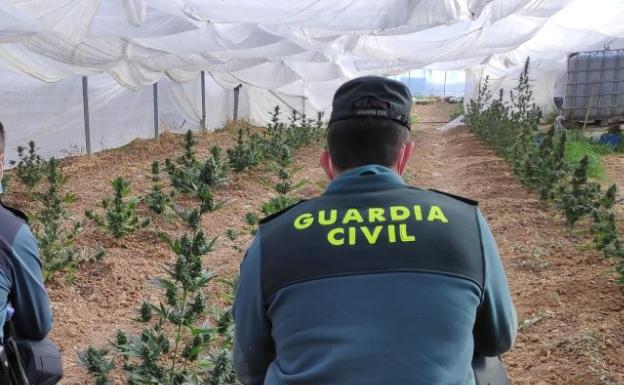 Cuatro detenidos en pueblos de la provincia de Zamora por cultivo de marihuana