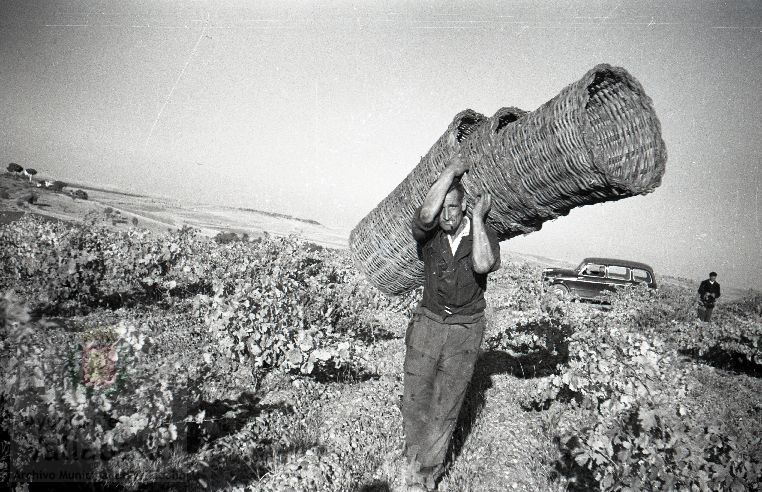 Estampas del Valladolid antiguo (LV): la vendimia en Cigales y Trigueros del Valle en los años 50