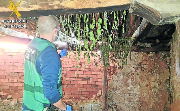 Intervienen 5,7 kilos de marihuana en una casa de una pedanía norteña de Palencia