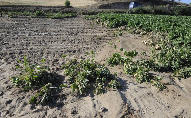 En defensa de la remolacha