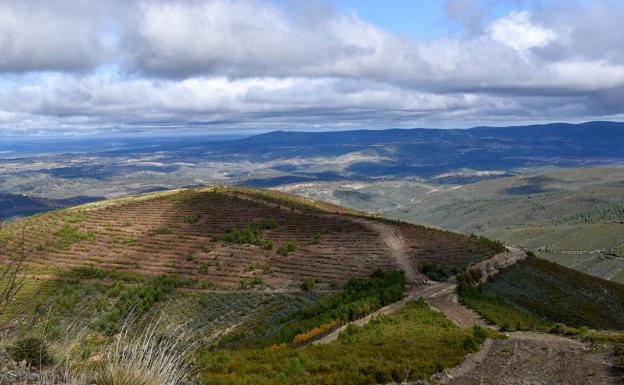 La Junta inicia en la Sierra de Gata las labores de reforestación del proyecto 'El Bosque de Red Eléctrica'