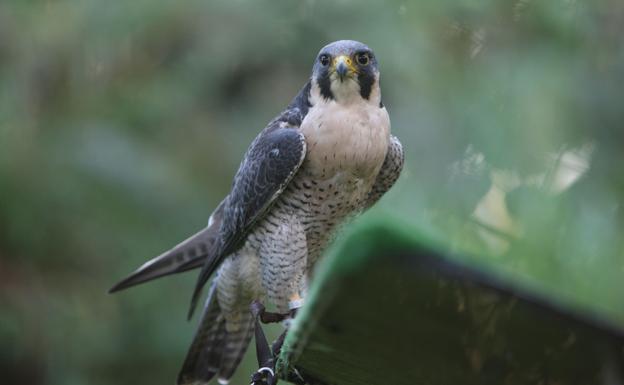 El criador de halcones juzgado por estafa asegura que tuvo que regalar las aves porque el intermediario de un sultán de Dubái no las recogió