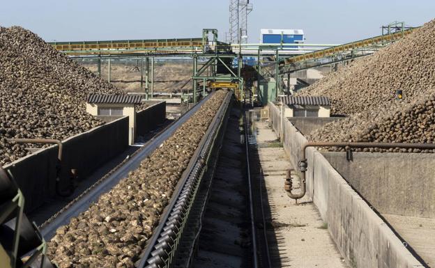 Azucarera inicia la campaña de remolacha con buenas expetativas en Miranda de Ebro y en Toro