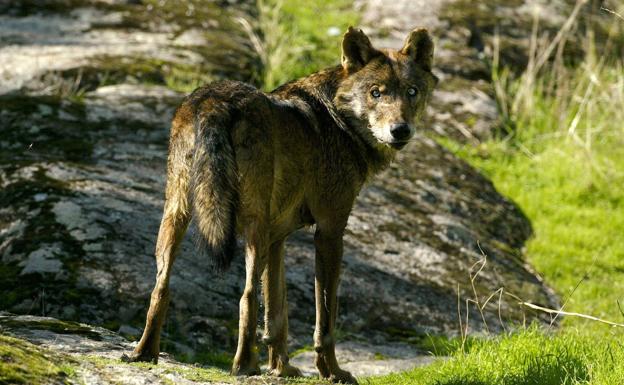 Castilla y León rechaza aumentar la protección del lobo porque complicaría su adecuada gestión