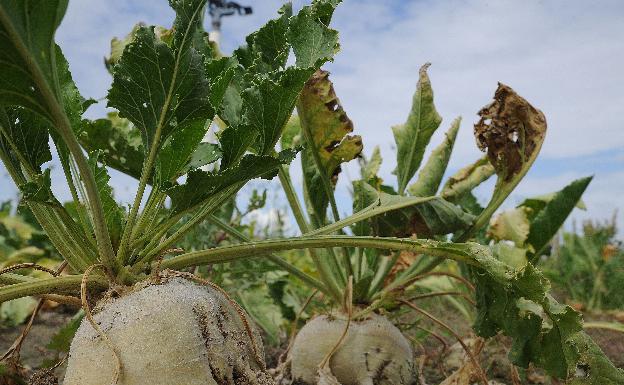 El sector del azúcar hace frente común por la subida del IVA al 21% de las bebidas