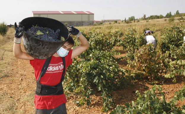 La producción mundial de vino en 2020 rondará los 258 millones de hectolitros con una subida en España del 11%