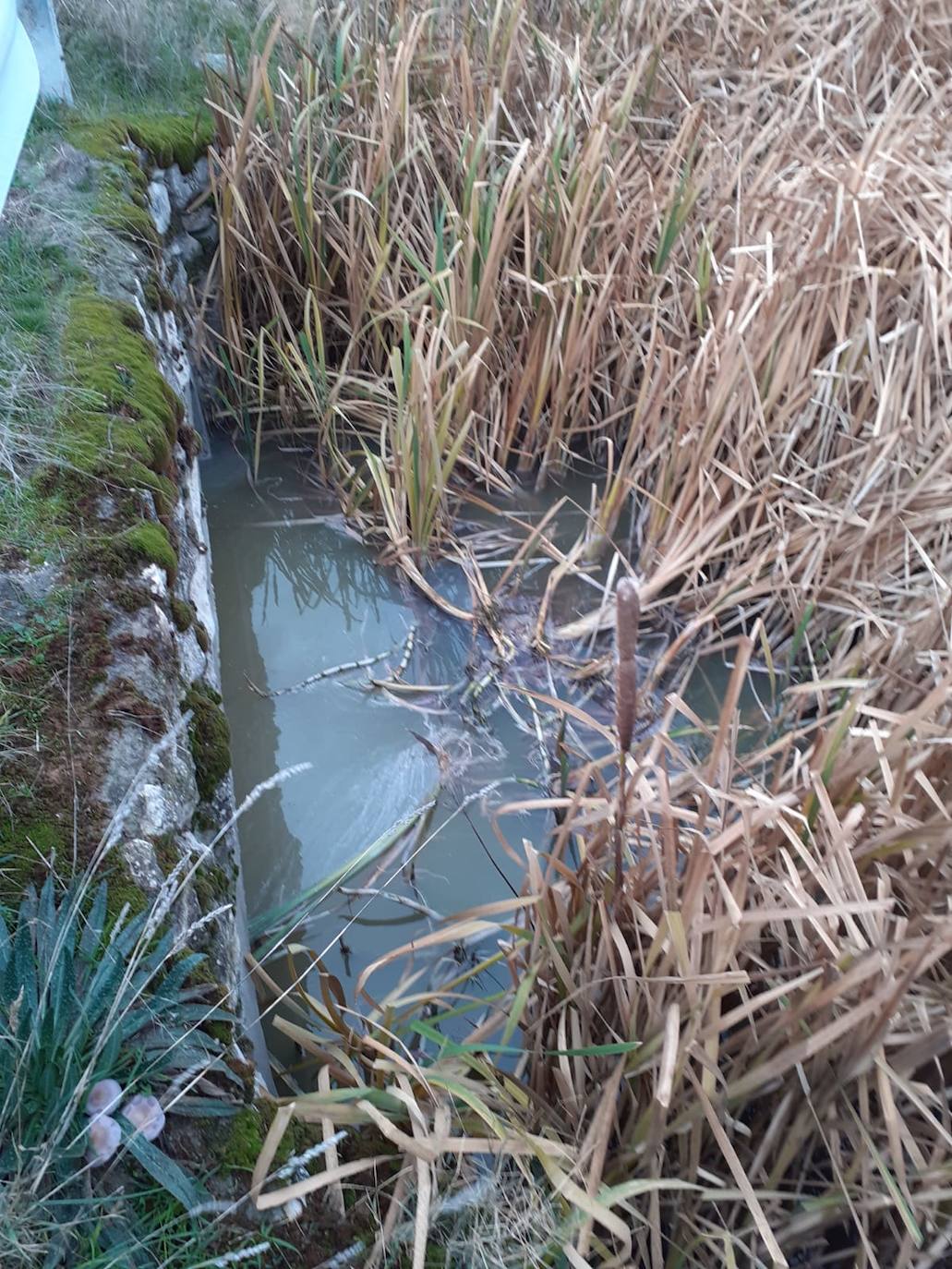 'Cega, el río que nos une' alerta del fuerte olor y tono blanquecino del arroyo Jaramiel