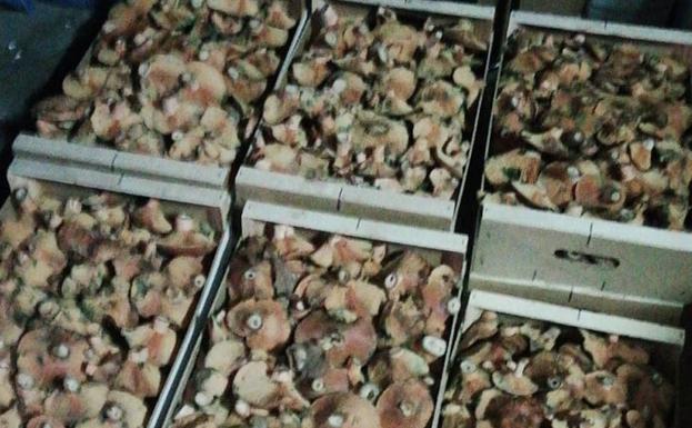 Interceptado en la A-1, en Segovia, un cargamento de 23 cajas con 70 kilos de níscalos con destino a Madrid