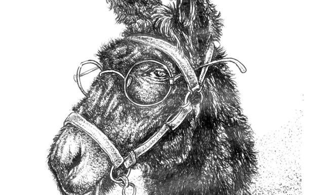 Cátedra del rebuzno