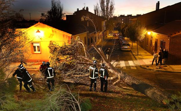 Los bomberos de Palencia retiran un gran pino desplomado en la calle Astudillo