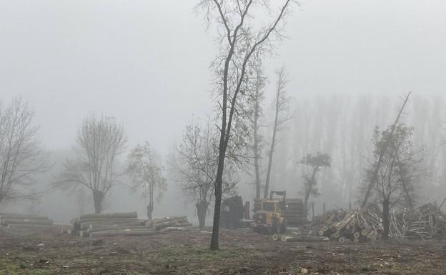 Comienza la retirada de los 138 árboles talados en la Alameda Vieja de Cudad Rodrigo