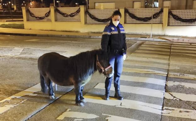 Localizan en el entorno de la Clínica Ponferrada a un poni escapado del barrio de Flores del Sil