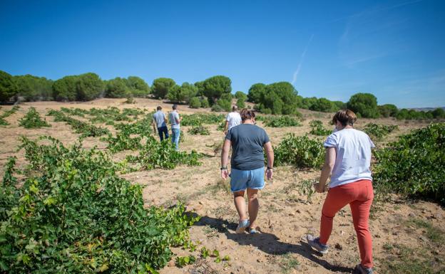 Vinos que son fruto de la curiosidad