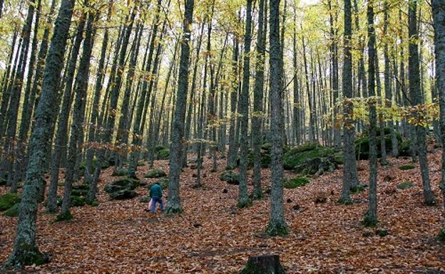 En riesgo la supervivencia del castañar de 'El Tiemblo' en Ávila