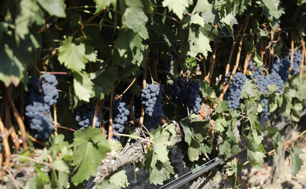 La Junta limita a 100 hectáreas las plantaciones de viñedo en 2021 en la DO Ribera de Duero