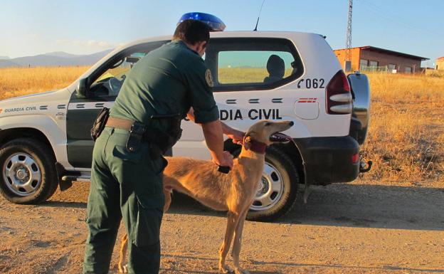 Investigadas cuatro personas en Segovia por caza furtiva de liebre con galgos