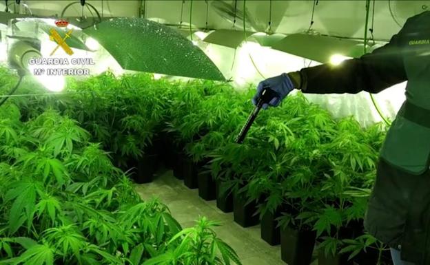 La Operación Watio se salda con un grupo criminal desarticulado, 8 detenidos y 1300 plantas de marihuana