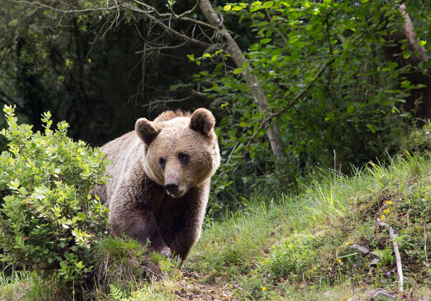 Muere una hembra de oso pardo por un disparo durante una cacería en la Montaña Palentina