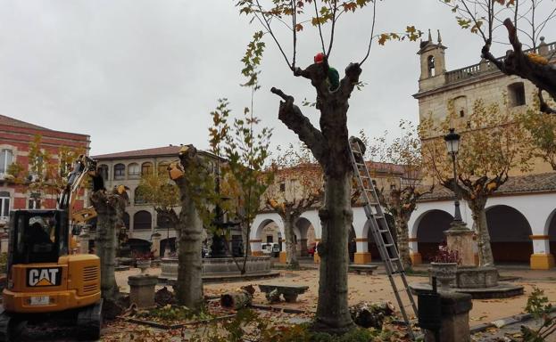 La plaza del Buen Alcalde de Ciudad Rodrigo renueva el aspecto con la retirada de árboles