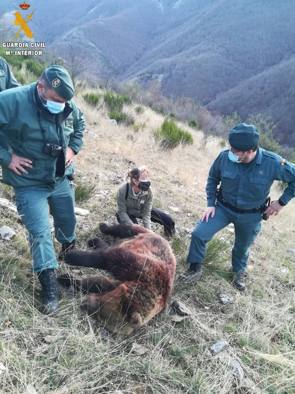 La Fundación Oso Pardo inicia acciones legales por la muerte de una osa en la Montaña Palentina