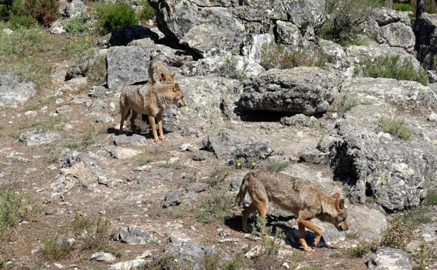 El hombre, muchos lobos para el hombre