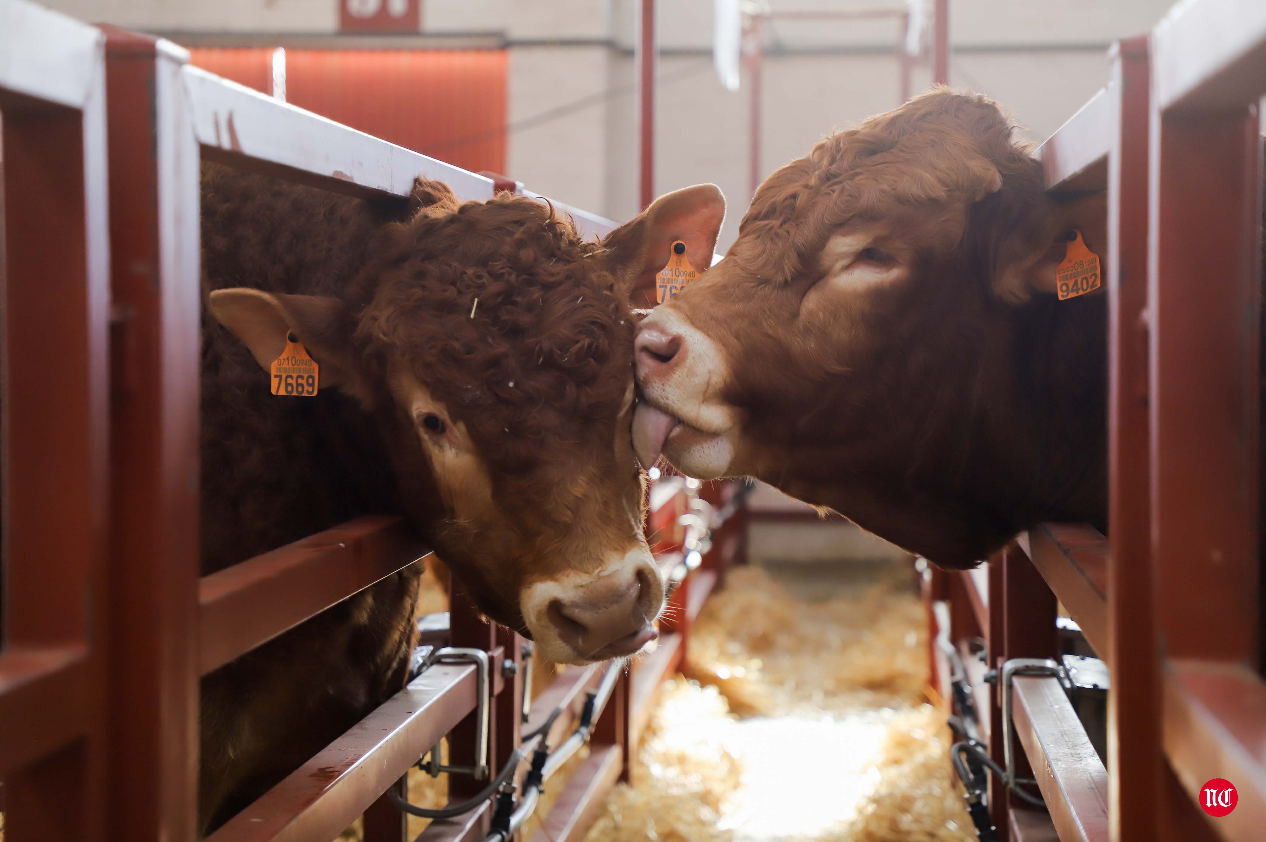 Subasta Online del ganado de raza Limusina