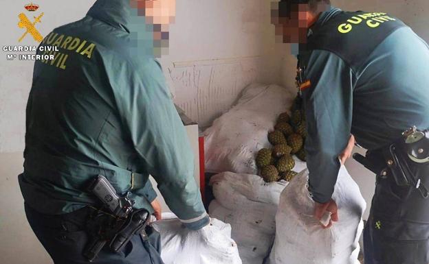 Tres detenidos por robar 525 kilos de piñas piñoneras en la provincia de Palencia