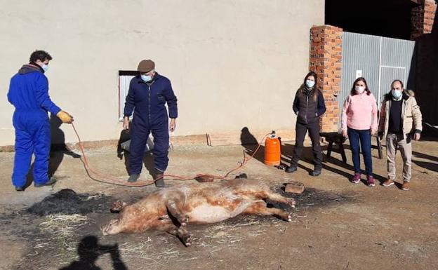 Urones celebra la matanza que el virus obligó a suspender en marzo