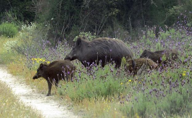 UPA denuncia los daños en pastos de La Pernia por la acción de jabalíes y roedores