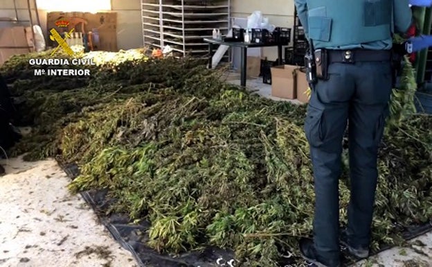 Incautan 5.000 plantas de marihuana y detienen a 12 personas en la localidad abulense de Lanzahíta