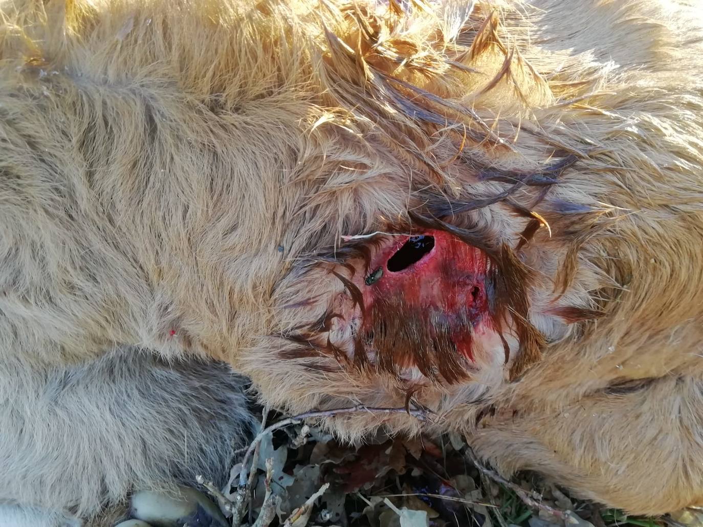 Los buitres matan a tres terneros en Cuillas del Valle, pedanía de Berzosilla