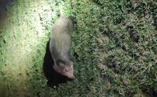 Un jabalí impacta contra dos vehículos en el barrio de La Rosaleda de Ponferrada