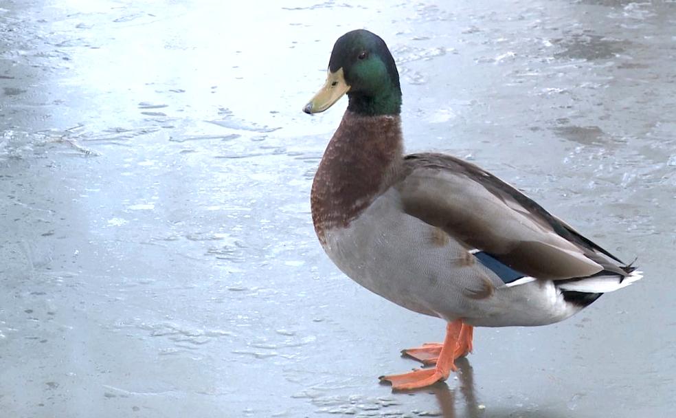 Cuando los patos caminan sobre el agua