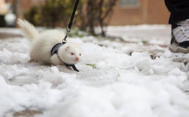 Vídeo: Así fue el paso de 'Filomena' por Valladolid