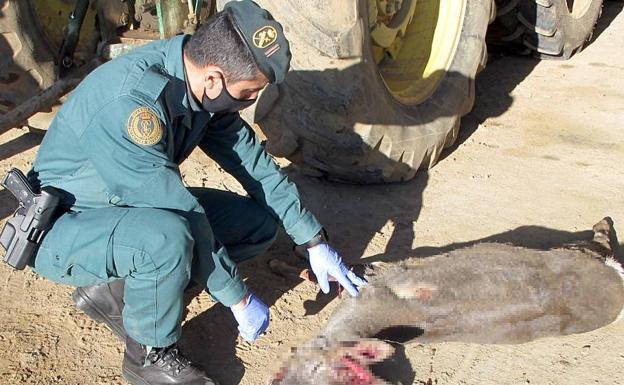 Investigan a un hombre interceptado en Villalazán que llevaba en el maletero de su coche un corzo muerto