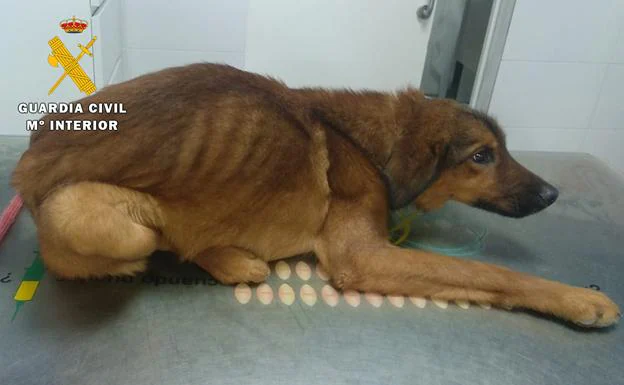 La Guardia Civil recoge al perro que fue visto en Oña con indicios de maltrato