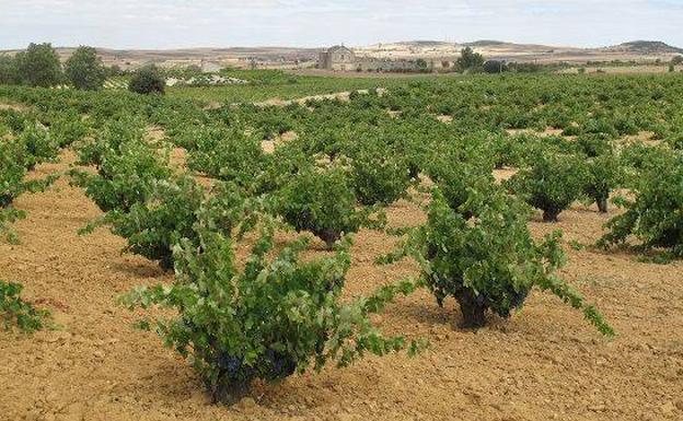 El Itacyl se encargará de auditar y certificar a la DO Tierra del Vino de Zamora con el nuevo reglamento