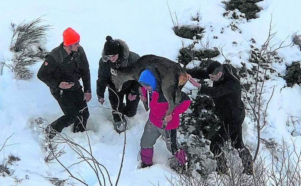 La cervatilla que cayó al nevero en la Montaña Palentina