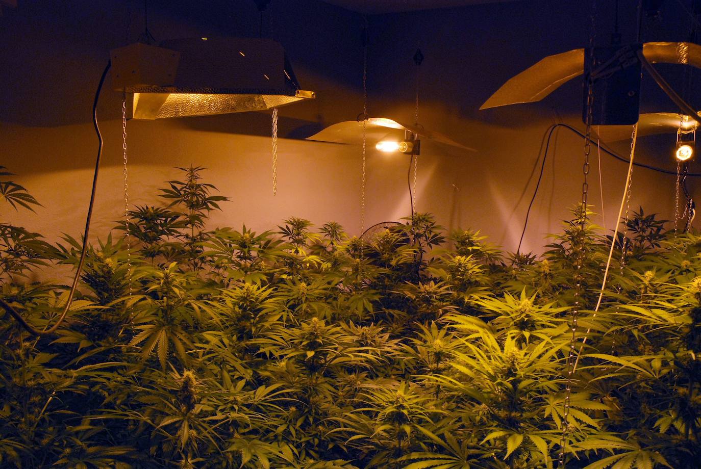 La Policía Nacional detiene a un hombre en Ortigosa del Monte con 800 plantas de marihuana