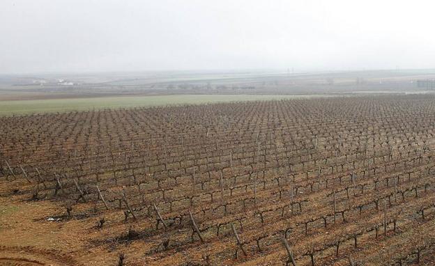 Las bodegas de la DO Toro podrán elaborar con las variedades blancas albillo real y moscatel de grano menudo