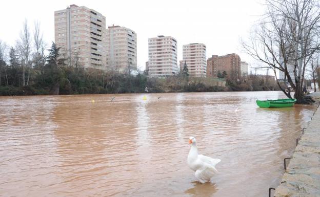 El Pisuerga duplica su caudal y amenaza con cubrir sus paseos inferiores en Valladolid