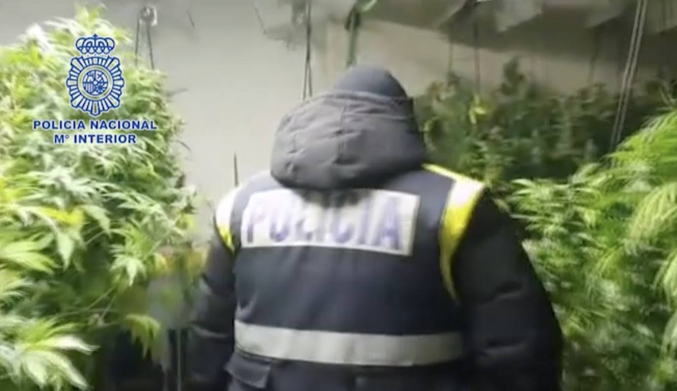 La Policía Nacional incauta 797 plantas de marihuana en una vivienda de Ortigosa del Monte