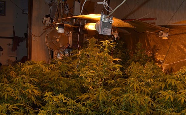 Desmantelada una plantación de marihuana en la ciudad de Ávila