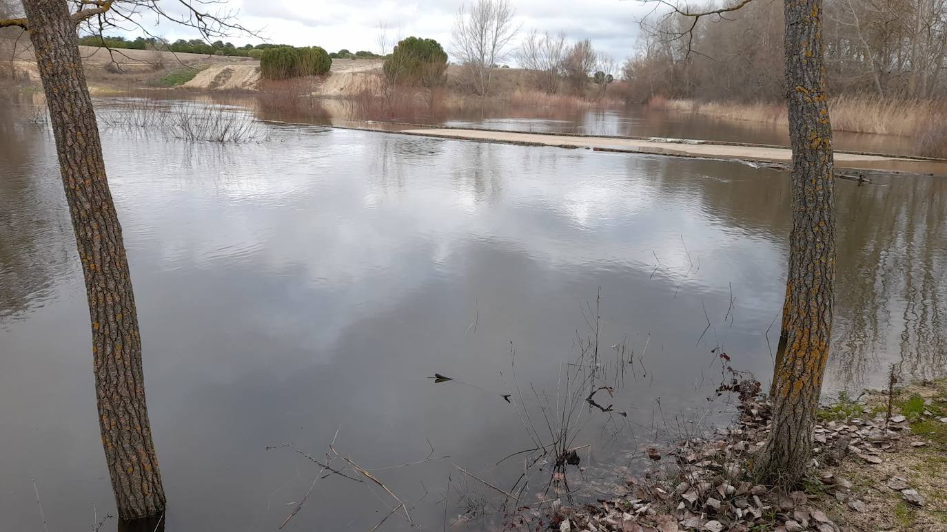 El Adaja atraviesa crecido por Matapozuelos